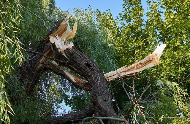 Emergency Tree Removal