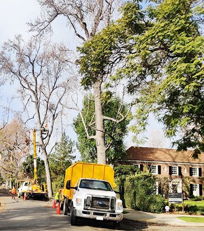 76354032-gstp-tree-trimming 76354032-gstp-tree-trimming