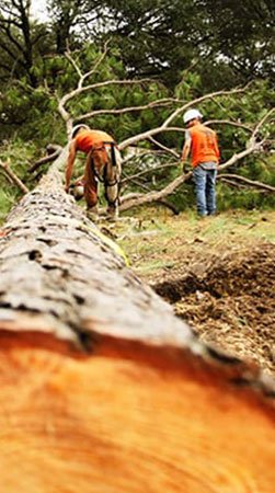 Certified Philadelphia Tree Service Experts